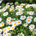 DAISY EXTRACT