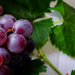 GRAPEVINCE EXTRACT