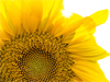 SUNFLOWER SEED OIL