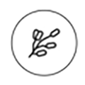 Melissa Officinalis Leaf Extract