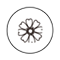 Bellis Perennis (Daisy) Flower Extract