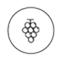 Vitis Vinifera (Grape) Seed/Vine Extract