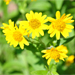 ARNICA FLOWER EXTRACT