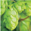 HUMULUS LUPULUS (HOPS) FLOWER EXTRACT