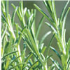 ROSMARINUS OFFICINALIS (ROSEMARY) LEAF EXTRACT