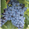 RESVERATROL