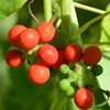 ANTHEMIS NOBILIS FLOWER EXTRACT