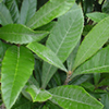 ARCTIUM LAPPA ROOT EXTRACT