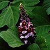 ORIGANUM MAJORANA LEAF EXTRACT