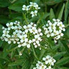COFFEE EXTRACT