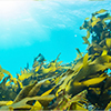 ANTHEMIS NOBILIS FLOWER EXTRACT