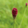 PANAX GINSENG ROOT EXTRACT
