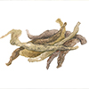 SOPHORA ANGUSTIFOLIA ROOT EXTRACT